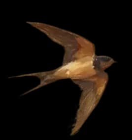 Bird left bottom image