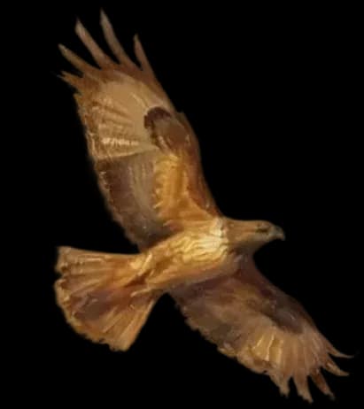 Bird right side image